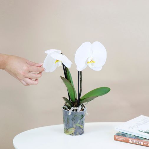 Plantes vertes et fleuries Phalaenopsis Singolo