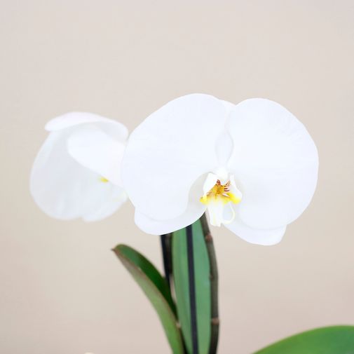 Plantes vertes et fleuries Phalaenopsis Singolo