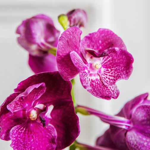 Plantes vertes et fleuries Vanda