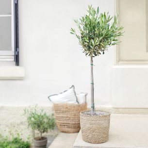 Plantes vertes et fleuries Olivier tige et son cache pot Naissance