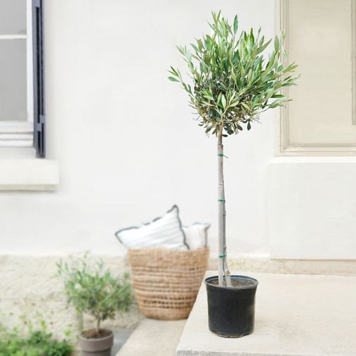 Plantes vertes et fleuries Olivier tige et son cache pot