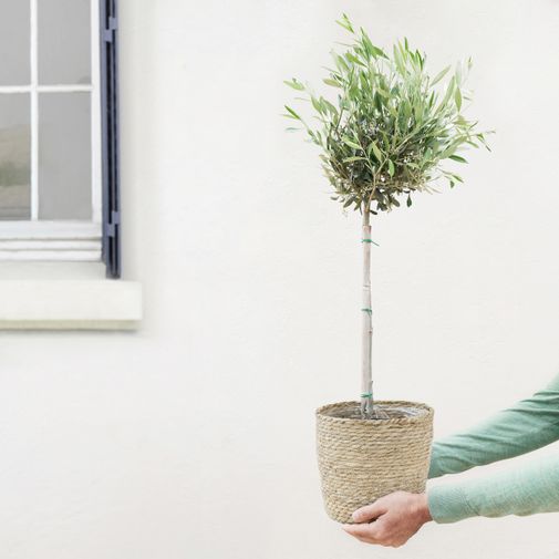 Plantes vertes et fleuries Olivier tige et son cache pot