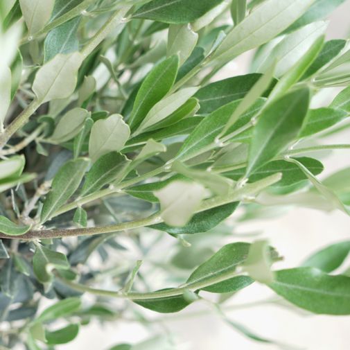 Plantes vertes et fleuries Olivier tige et son cache pot