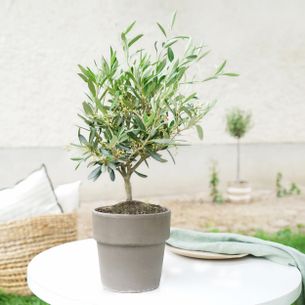 Plantes vertes et fleuries Olivier en pot Fête des Pères