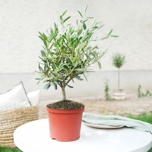 Plantes vertes et fleuries Olivier en pot