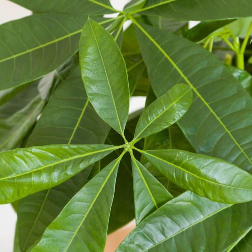 Plantes vertes et fleuries Pachira Aquatica