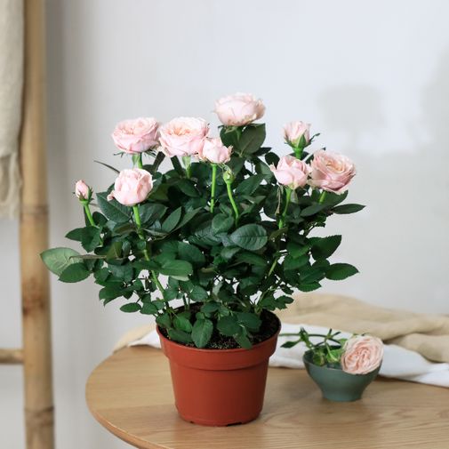 Plantes vertes et fleuries Rosier rose