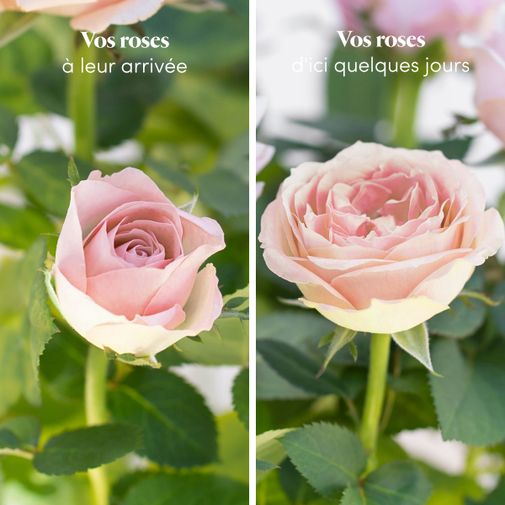 Plantes vertes et fleuries Rosier rose