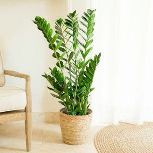 Plantes vertes et fleuries Zamioculcas Collection Hommes