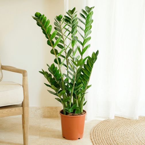 Plantes vertes et fleuries Zamioculcas