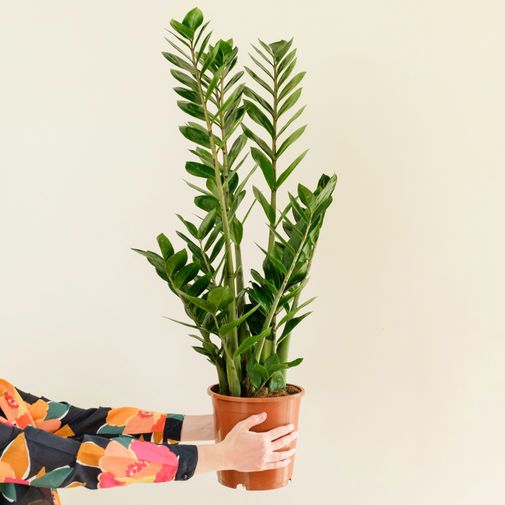 Plantes vertes et fleuries Zamioculcas