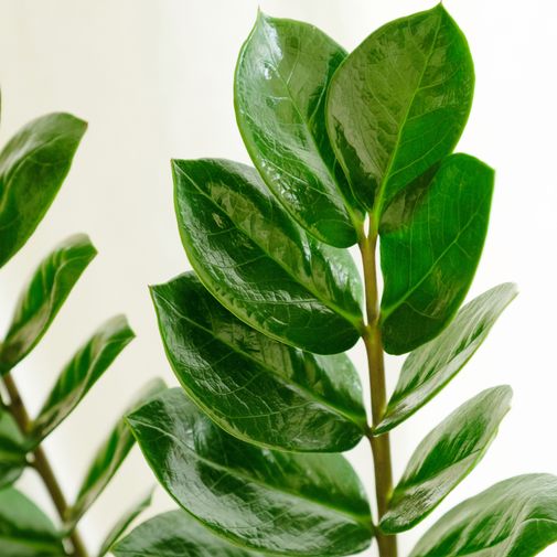 Plantes vertes et fleuries Zamioculcas