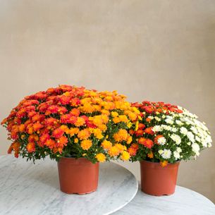 Fleurs deuil Duo de chrysanthème multicolore Toussaint