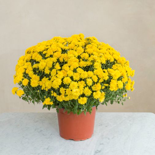 Fleurs deuil Chrysanthème jaune