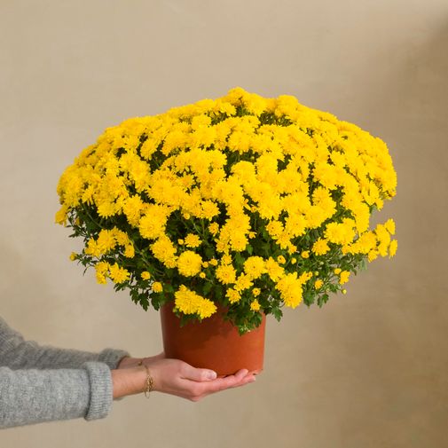 Fleurs deuil Chrysanthème jaune