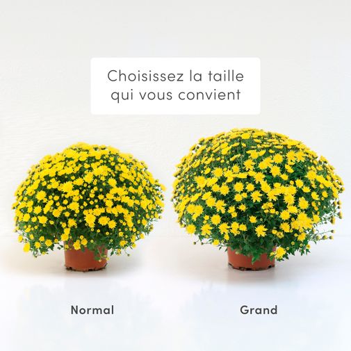 Fleurs deuil Chrysanthème jaune