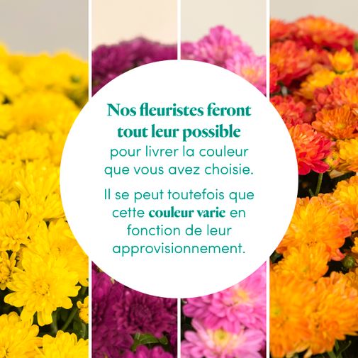 Fleurs deuil Chrysanthème jaune