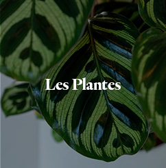 Les plantes