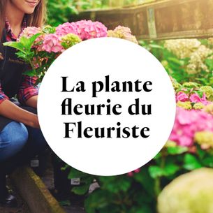 Fleurs et cadeaux La plante fleurie du fleuriste Fête des grands-pères