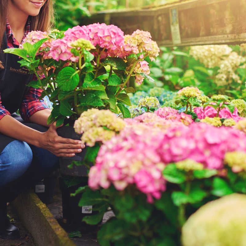 Fleurs et cadeaux La plante fleurie du fleuriste