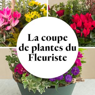 Fleurs deuil La coupe de plantes du fleuriste Toussaint