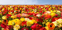 Bouquets de fleurs